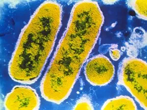 Images Dated 18th December 2002: Haemophilus influenzae bacteria