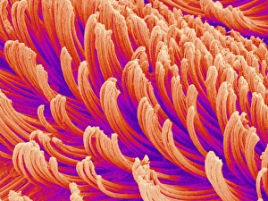 Hairs on a geckos toe Hairs on a geckos toe