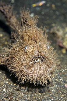Hairy frogfish (Antennarius hispidus) Hairy frogfish (Antennarius hispidus)
