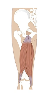 Images Dated 18th January 2013: Hamstring Anatomy Print, Computer Artwork
