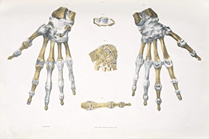 Human Skeletal System Prints: Hand bones and ligaments