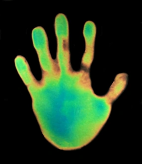 Thermography Images Prints: Hand, thermogram
