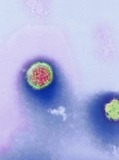 Images Dated 5th February 2002: Hantavirus Print: Coloured TEM Image of a Viral Particle