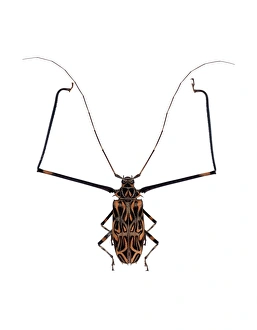 Longhorn Beetle Species Prints: Harlequin beetle