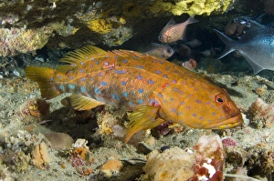 Coral Reef Fauna Prints: Harlequin fish