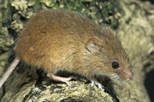 Mammals Of The UK Prints: Harvest Mouse