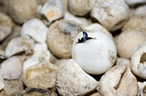Turtle Conservation Efforts Prints: Hatching green turtle