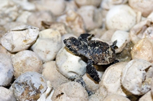 Endangered Sea Turtles Prints: Hatching hawksbill turtle