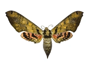 Moth Species Prints: Hawk moth C016 / 2274