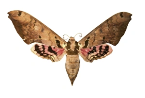 Moth Species Prints: Hawk moth C016 / 2275