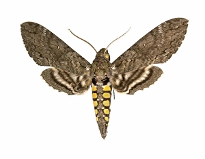 Butterfly Moths Prints: Hawk moth C016 / 2276