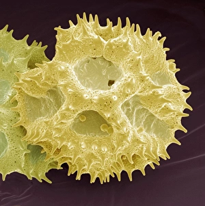 Pollen Grain Morphology Study Prints: Hawksbeard pollen, SEM