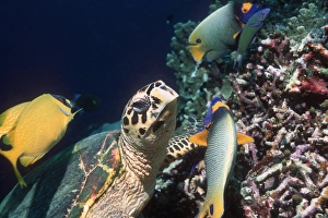Hawksbill turtle feeding on sponges in coral reef environment, Print