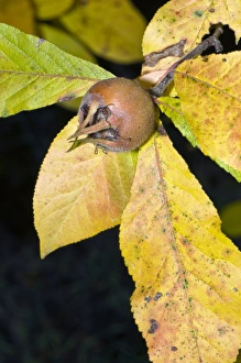 Autumn Foliage Italy Prints: Hawthorn fruit
