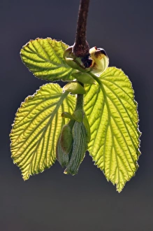 Spring Awakening Images Prints: Hazel leaves