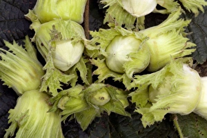 Autumn Foliage Photos Prints: Hazel nuts