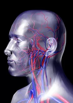 Images Dated 28th March 2003: Head blood vessels