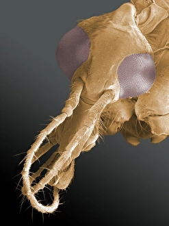Compound Eyes SEM Prints: Head of a crane fly, SEM