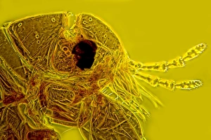 Light Micrograph Prints: Head of a human flea, light micrograph