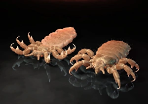 Pediculus Humanus Capitis Prints: Head lice, artwork