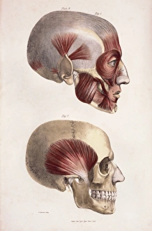Human Skull Anatomy Prints: Head muscles