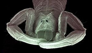 Coloured Scanning Electron Microscopy (SEM) Prints: Head of a scorpion, SEM