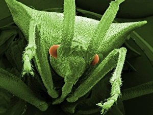 Scanning Electron Micrograph Insects Prints: Head of a shield bug, SEM