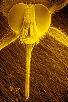 Wild Life Photography Prints: Head of Tsetse fly