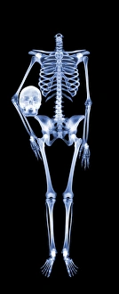 Prints of Headless skeleton. X-ray of a skeleton holding its head under its arm Images Dated 2006 December: Skeleton X-ray Print