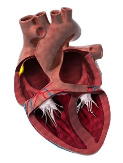 Heart Anatomy Prints: Heart chambers and sinus node, artwork C014 / 2030