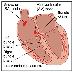 Prints of Heart conduction system. Artwork showing the impulse conduction system (red) of the human heart Images Dated 2011 January: Heart Conduction System Print