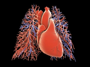 Heart Anatomy Prints: Heart-lung circulatory system, artwork