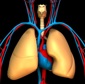 Circulatory System Artwork Prints: Heart-lung system, artwork
