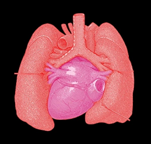 Human Body Organs Prints: Heart and lungs