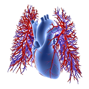 Heart-lungs circulatory system, artwork Heart-lungs circulatory system, artwork