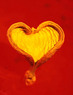Conceptual Heart Image Prints: Heart-shaped nutshell
