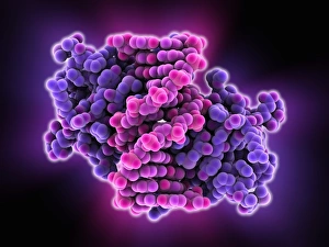 Heat shock transcription factor and DNA C015/5558 Heat shock transcription factor and DNA C015/5558