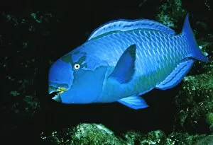 Images Dated 11th June 2002: Heavybeak parrotfish