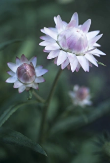 Helichrysum Bracteatum Prints: Helichrysum Large Flowered Mixed