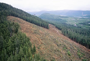 Helicopter over a clear-cut hillside, Canada Helicopter over a clear-cut hillside, Canada