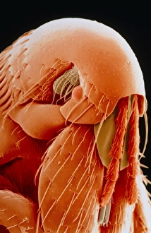 Framed Print : Coloured scanning electron micrograph Print of Hen flea head Framed Print : Coloured scanning electron micrograph Print of Hen flea head