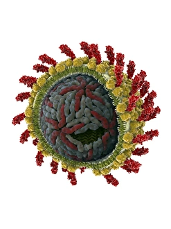 Viral Capsid Structure Prints: Hepatitis C virus, molecular model