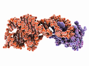 Images Dated 16th January 2013: Hepatitis D virus ribozyme complex Print