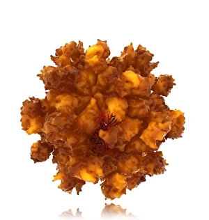 Liver Inflammation Causes Prints: Hepatitis E virus particle, artwork