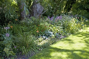 Herbaceous Border Prints: Herbaceous Border