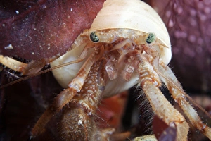 Marine Crustaceans Prints: Hermit crab