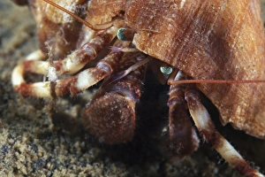 Hermit Crab Print: Close-up of a Hermit Crab's Head in its Shell