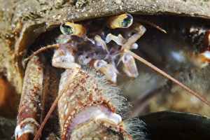 Hermit Crab Print