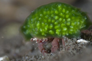 Darkglove Hermit Crab with Green Sponge Print
