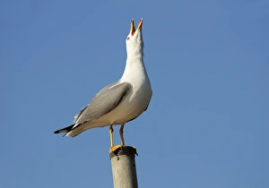 March Bird Sightings Prints: Herring gull